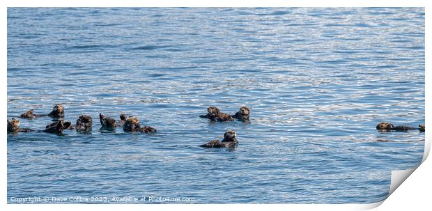Bevy (group) of Sea Otters on the surface in Prince William Sound, Alaska, USA Print by Dave Collins