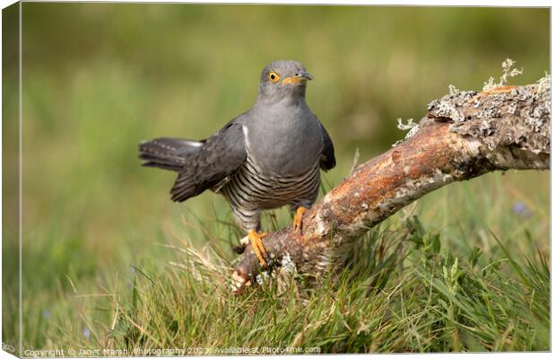 Cuckoo Arrival Canvas Print by Janet Marsh  Photography