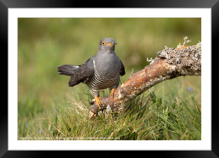 Cuckoo Arrival Framed Mounted Print by Janet Marsh  Photography
