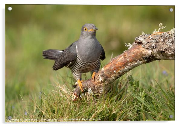 Cuckoo Arrival Acrylic by Janet Marsh  Photography