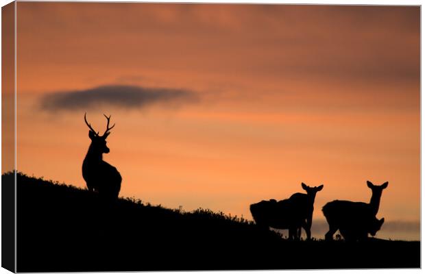 Strathglass Silhouettes Canvas Print by Macrae Images