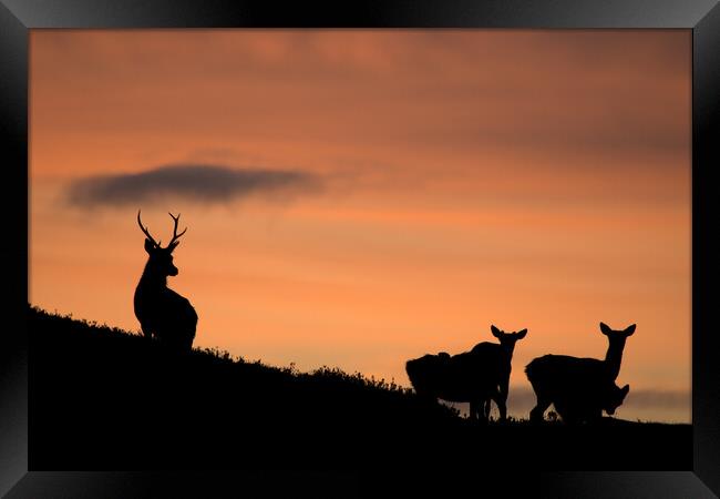 Strathglass Silhouettes Framed Print by Macrae Images