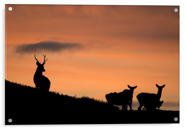 Strathglass Silhouettes Acrylic by Macrae Images