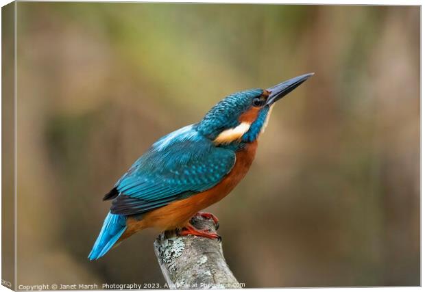 Kingfisher River Jewel on alert.  Canvas Print by Janet Marsh  Photography