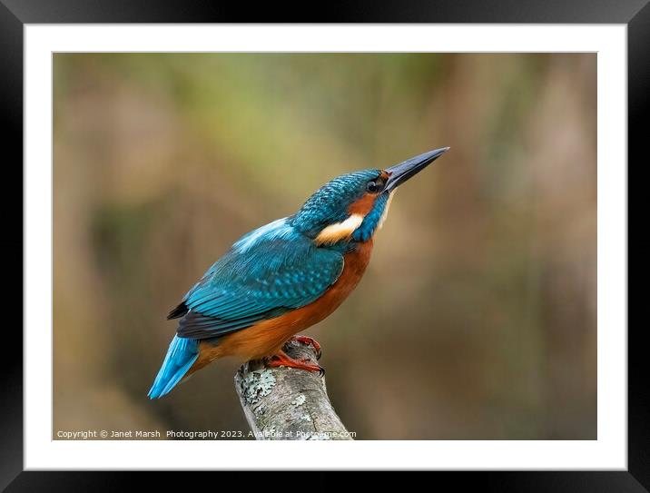  Kingfisher River Jewel on alert.  Framed Mounted Print by Janet Marsh  Photography