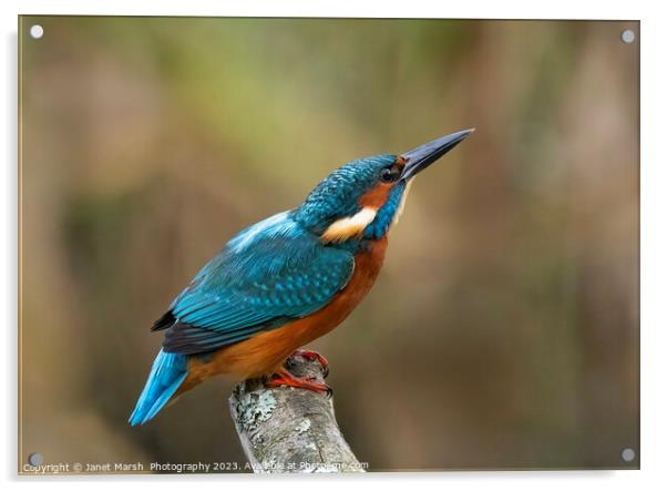  Kingfisher River Jewel on alert.  Acrylic by Janet Marsh  Photography