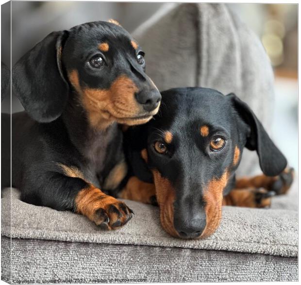 Dachshund family  Canvas Print by Louise Stainer