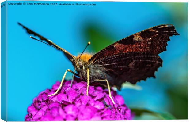 Peacock Butterfly Macro Canvas Print by Tom McPherson