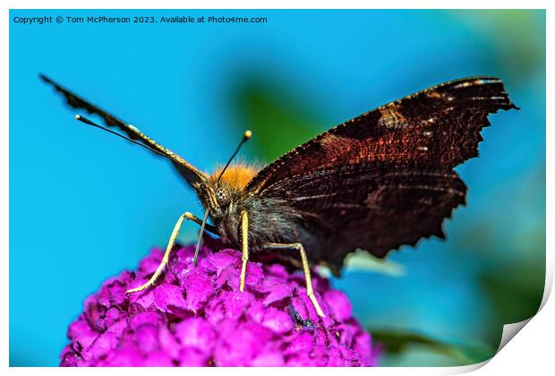 Peacock Butterfly Macro Print by Tom McPherson
