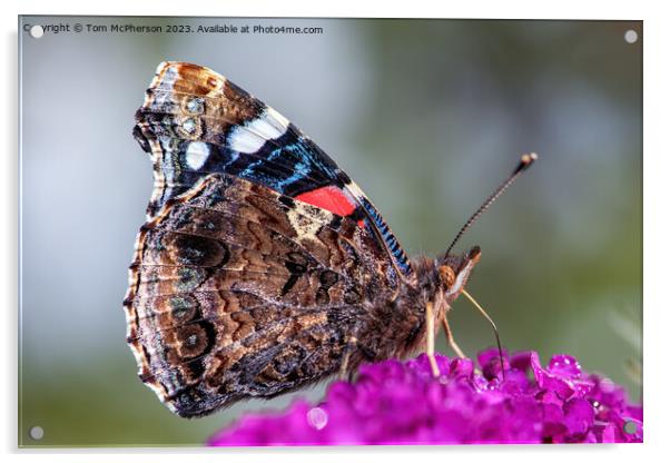 The Peacock Butterfly Acrylic by Tom McPherson