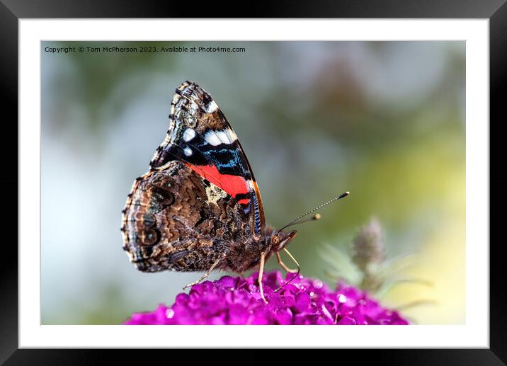 The Peacock Butterfly Framed Mounted Print by Tom McPherson