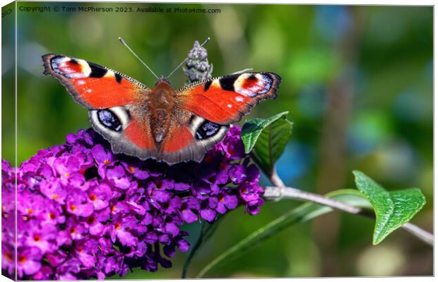 Peacock Butterfly Canvas Print by Tom McPherson