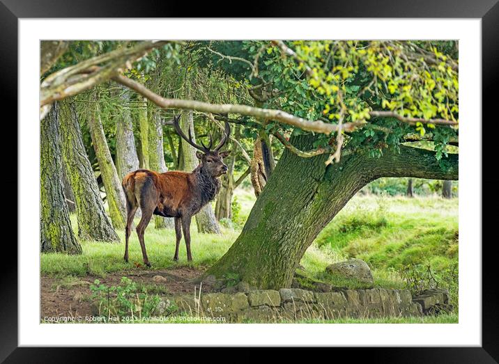 Red Deer Stag Framed Mounted Print by Robert Hall