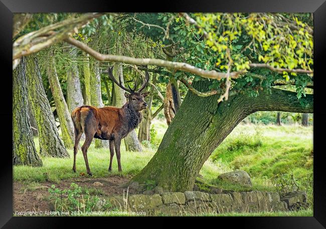 Red Deer Stag Framed Print by Robert Hall