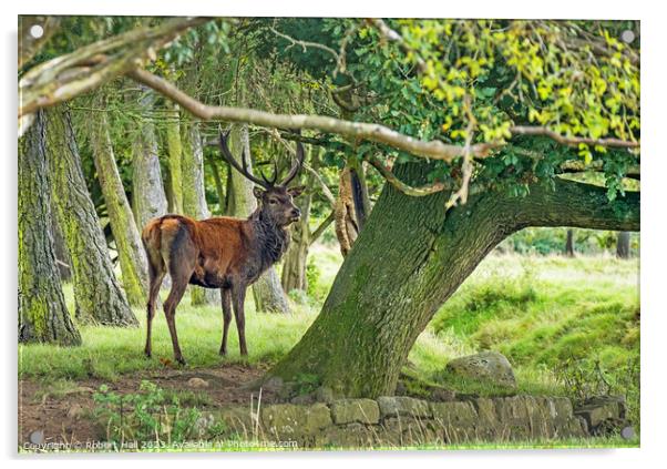 Red Deer Stag Acrylic by Robert Hall