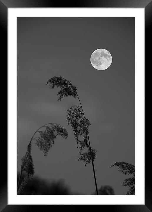 Full moon Framed Mounted Print by David French