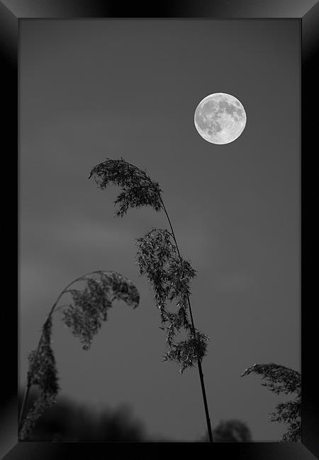 Full moon Framed Print by David French