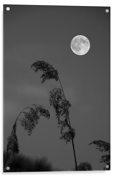 Full moon Acrylic by David French