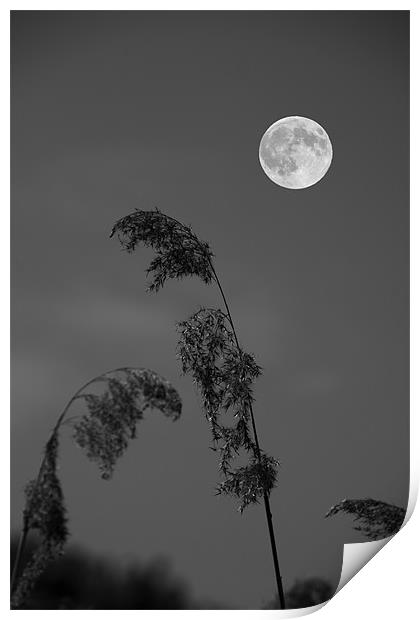 Full moon Print by David French