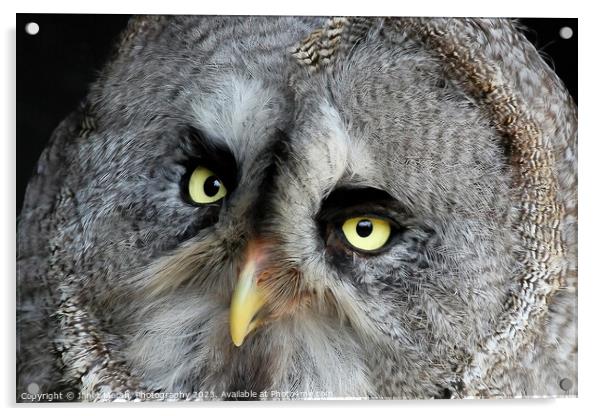 Great Grey Owl Acrylic by Janet Marsh  Photography