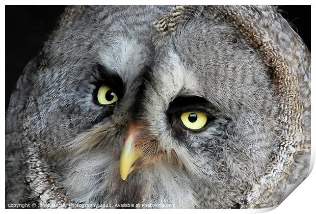 Great Grey Owl Print by Janet Marsh  Photography
