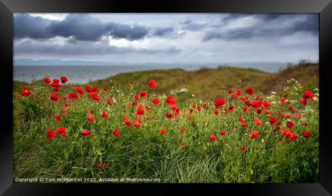 Field of Poppies at Burghead Framed Print by Tom McPherson