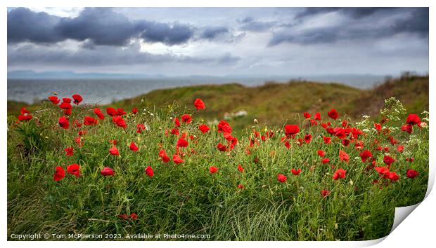 Field of Poppies at Burghead Print by Tom McPherson