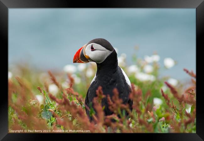 Puffin peering from surrounding gorse  Framed Print by Paul Berry