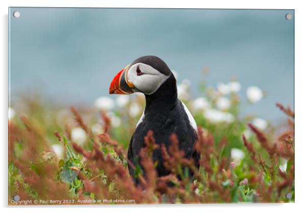 Puffin peering from surrounding gorse  Acrylic by Paul Berry