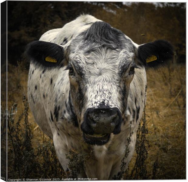 Face to face with a cow Canvas Print by Shannon O'connor