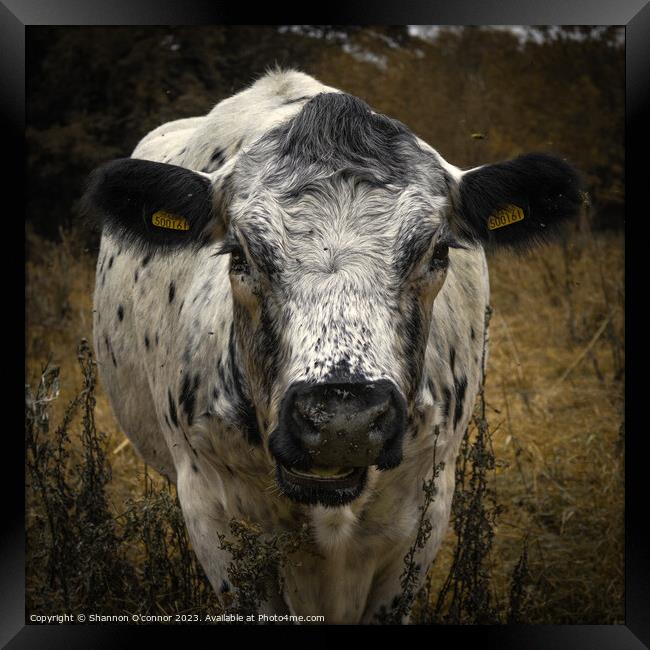 Face to face with a cow Framed Print by Shannon O'connor