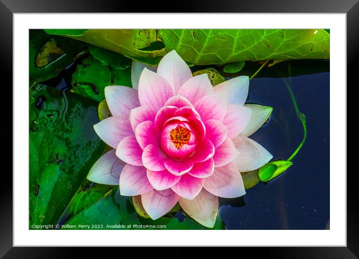 Pink Water Lily Pads Van Dusen Garden Vancouver British Columbia Framed Mounted Print by William Perry