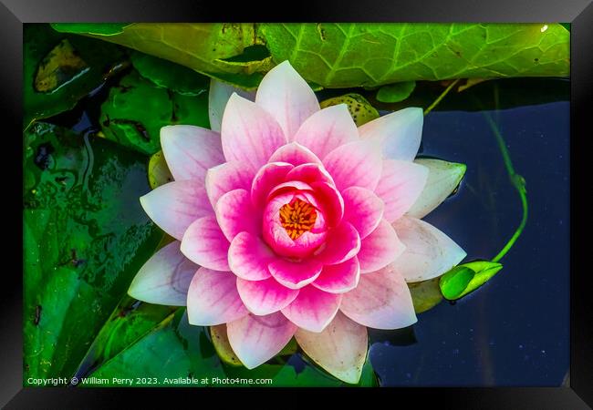 Pink Water Lily Pads Van Dusen Garden Vancouver British Columbia Framed Print by William Perry