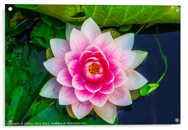 Pink Water Lily Pads Van Dusen Garden Vancouver British Columbia Acrylic by William Perry
