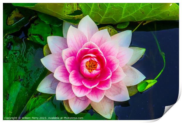 Pink Water Lily Pads Van Dusen Garden Vancouver British Columbia Print by William Perry