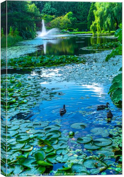Ducks Lily Pads Van Dusen Garden Vancouver British Columbia Cana Canvas Print by William Perry