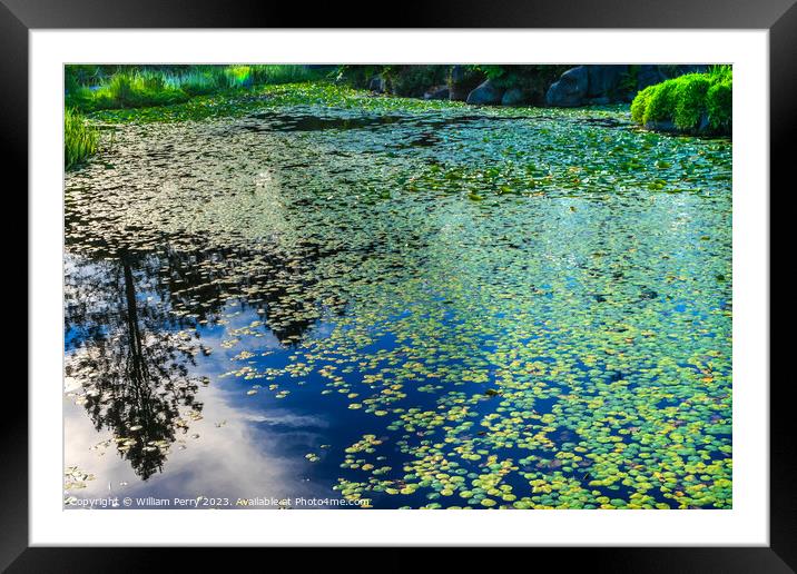 Lily Pads Van Dusen Garden Vancouver British Columbia Canada Framed Mounted Print by William Perry