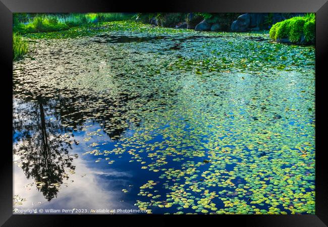 Lily Pads Van Dusen Garden Vancouver British Columbia Canada Framed Print by William Perry