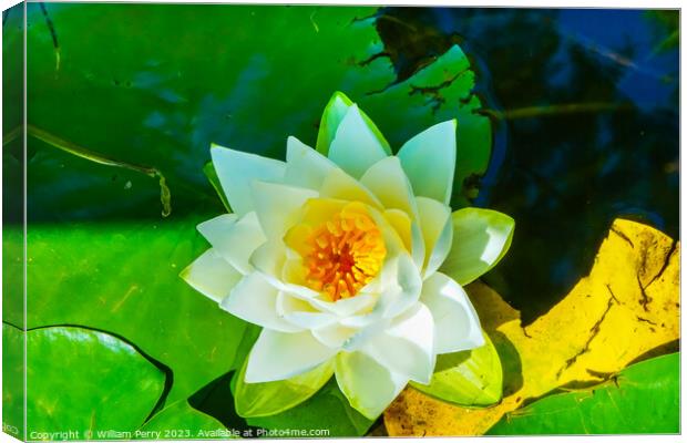 White Water Lily Pond Vancouver British Columbia Canada Canvas Print by William Perry