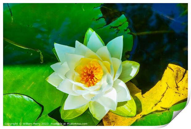 White Water Lily Pond Vancouver British Columbia Canada Print by William Perry