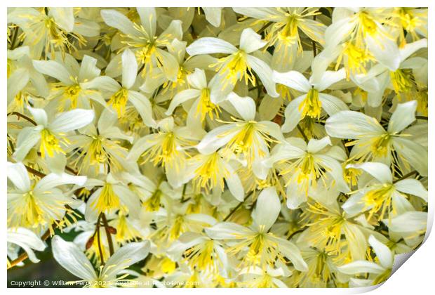 White Yellow California Fawn Lily Many Flowers Print by William Perry
