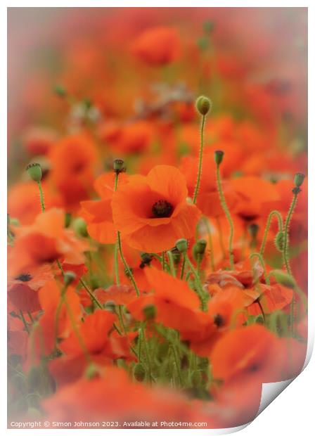 Poppy flower soft focus Print by Simon Johnson