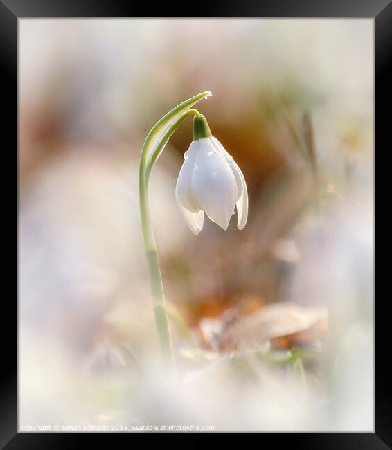 Snowdrop flower Framed Print by Simon Johnson