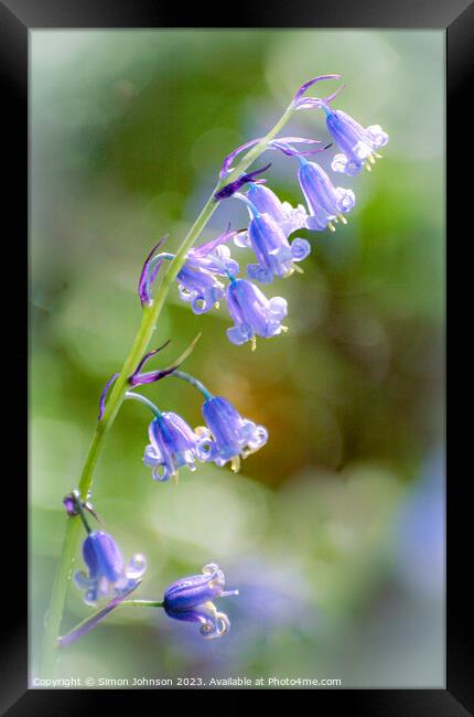 Plant flower Framed Print by Simon Johnson