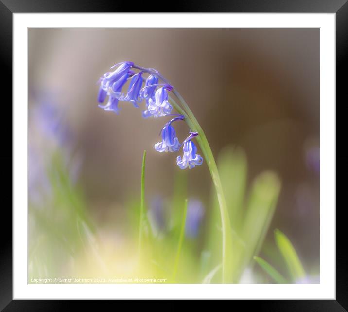 Bluebell flower Framed Mounted Print by Simon Johnson