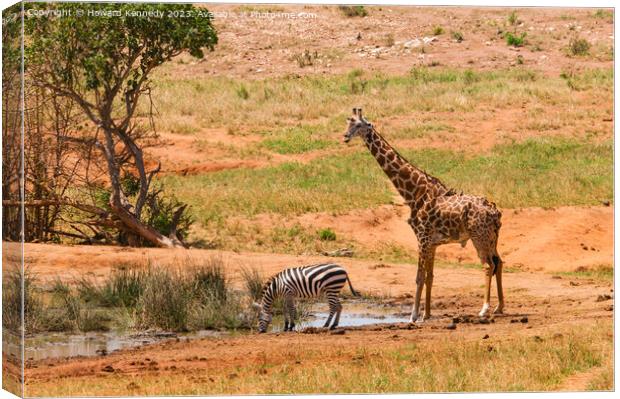 Masai Giraffe and Burchell's Zebra at waterhole Canvas Print by Howard Kennedy