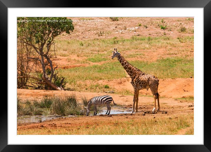 Masai Giraffe and Burchell's Zebra at waterhole Framed Mounted Print by Howard Kennedy