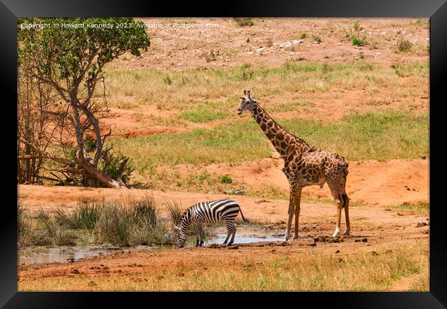 Masai Giraffe and Burchell's Zebra at waterhole Framed Print by Howard Kennedy