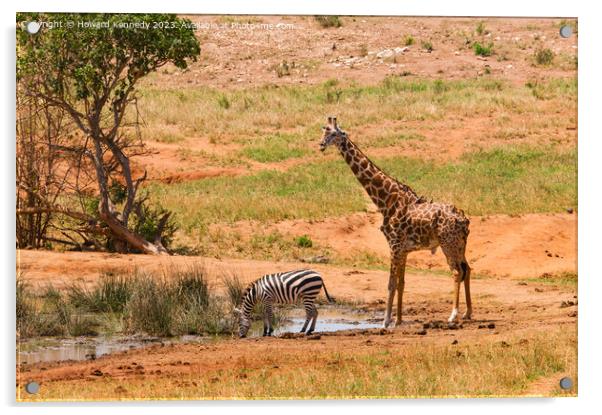 Masai Giraffe and Burchell's Zebra at waterhole Acrylic by Howard Kennedy