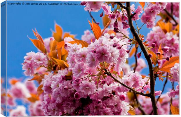 Blue sky and pink blossom Canvas Print by Jim Jones